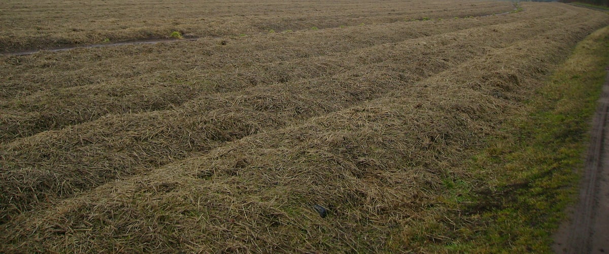 A vast, flat agricultural field with a narrow road curving to the right.