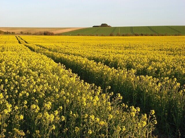 Farmland on the downs, Blewbury Large arable fields now cover much of the gently sloping downland around here. Some pasture remains for sheep.