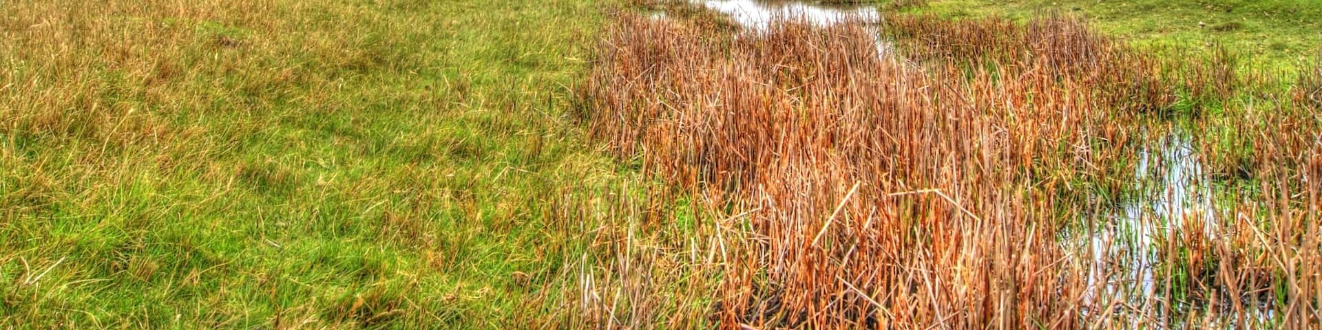 Church of St Thomas a Becket and mounting block attached