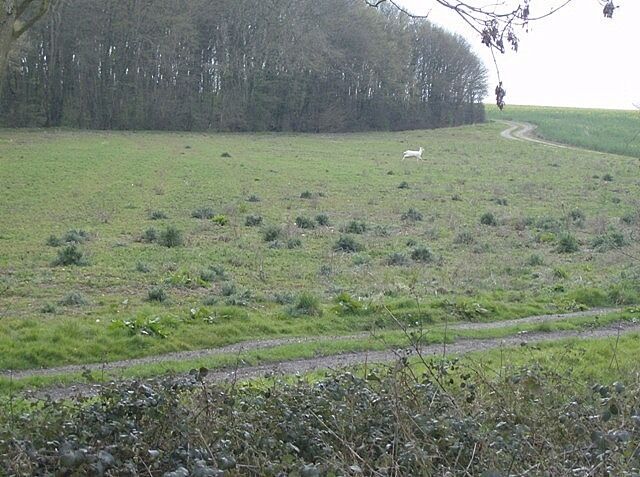 Deer at Titsal Wood Two deer made a dash from Titsal Wood on the left; this is the second one. With the naked eye I followed them for about half a mile across the fields. With the camera, no chance.