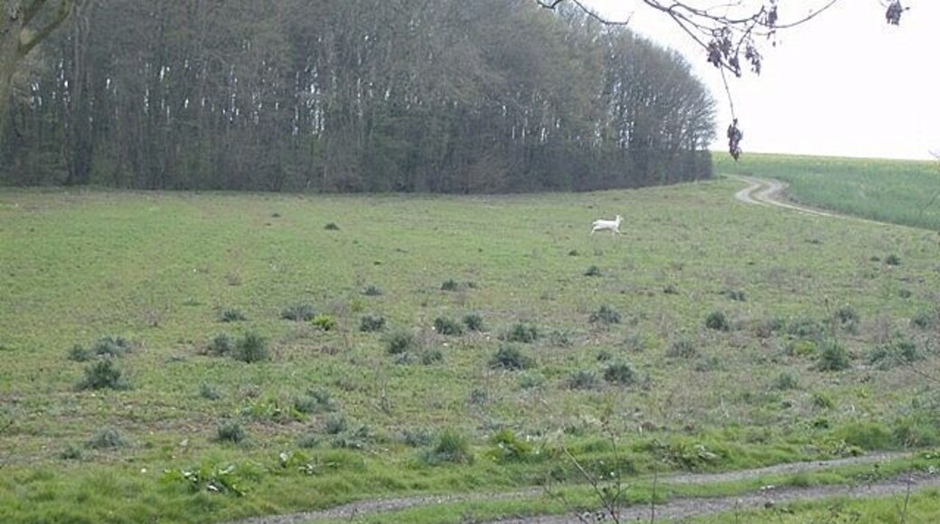 Deer at Titsal Wood Two deer made a dash from Titsal Wood on the left; this is the second one. With the naked eye I followed them for about half a mile across the fields. With the camera, no chance.