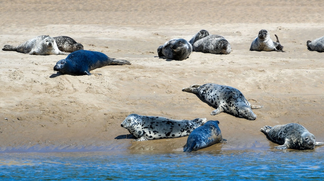 Una spiaggia sabbiosa con diverse foche che si riposano sulla riva e nelle acque basse.