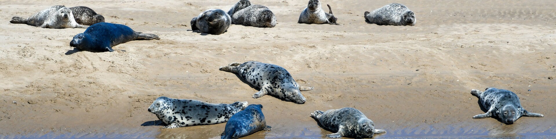 Una playa arenosa con varias focas descansando en la orilla y en aguas poco profundas.