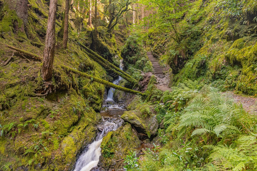 Un bosque exuberante con una cascada, rocas cubiertas de musgo y una escalera de piedra que asciende.