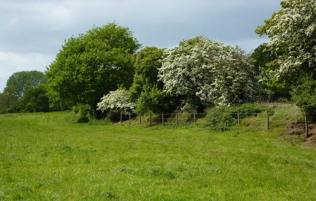 Field west of Playford The first meadow west of the village is good grazing land by the River Fynn. The path follows the field edge away from the river.