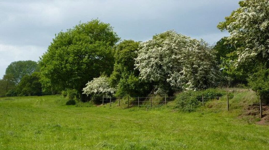 Field west of Playford The first meadow west of the village is good grazing land by the River Fynn. The path follows the field edge away from the river.