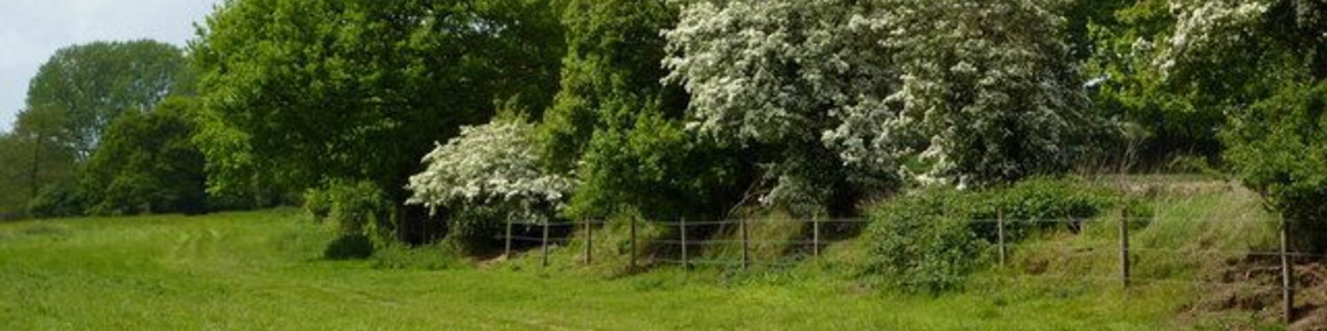 Un campo cubierto de césped con árboles, incluyendo uno con flores blancas.