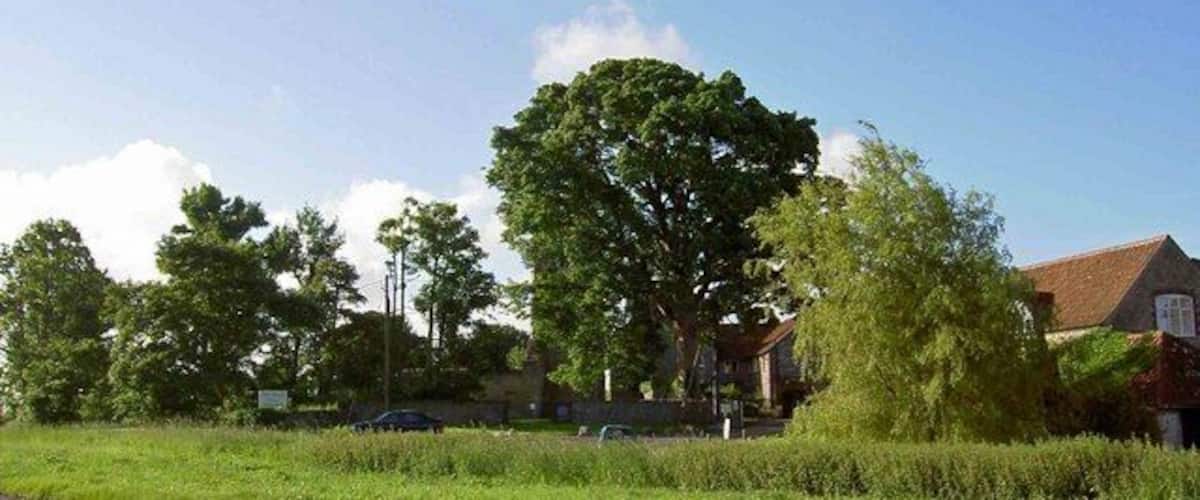 A rural landscape with a large tree, a field, and houses in the background.