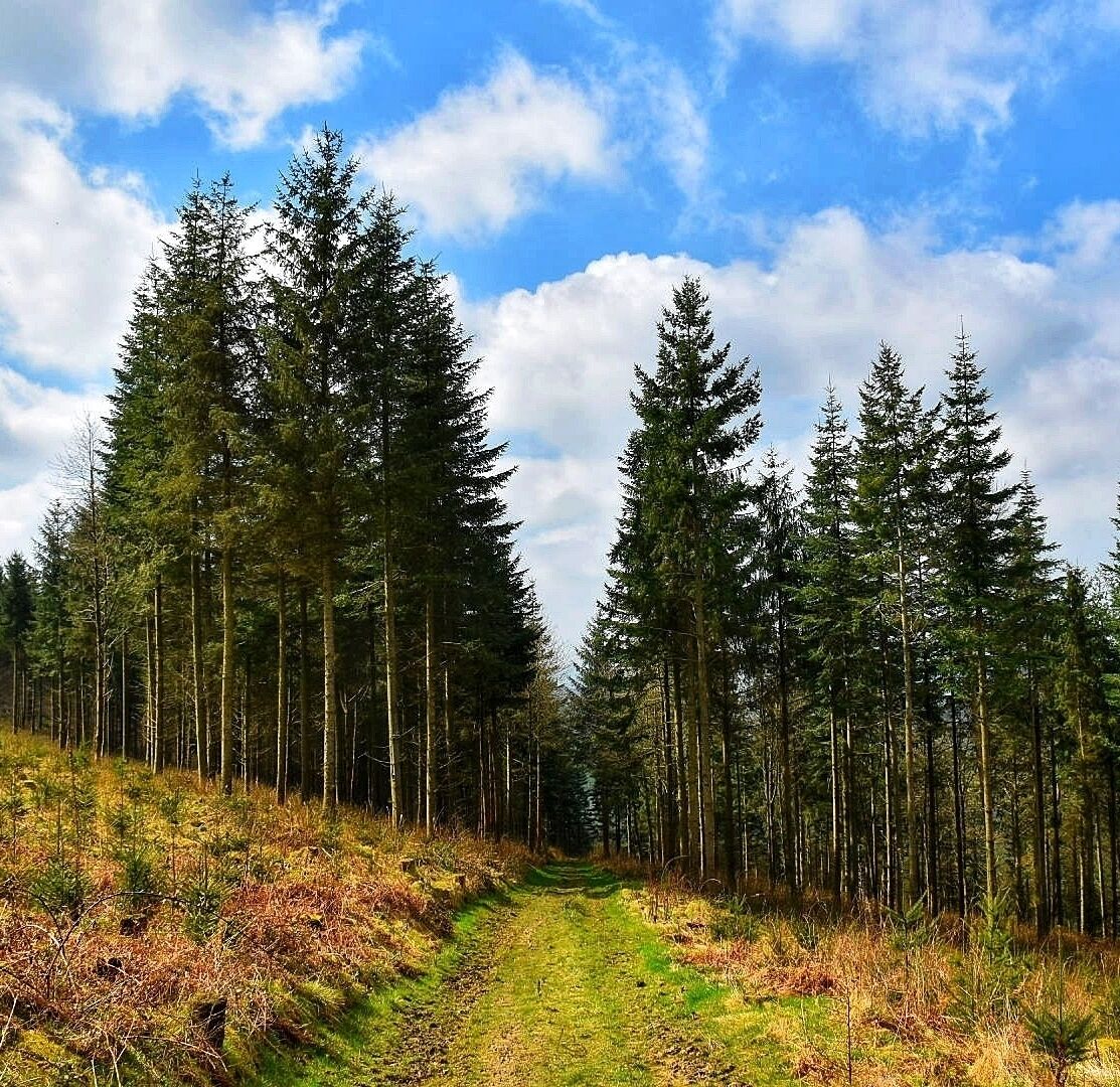 Walking up to Flounders Folly in Shropshire I took this photo of the entrance to a wood on the Hill. #details #Spring #roadtrip #shropshire #forest