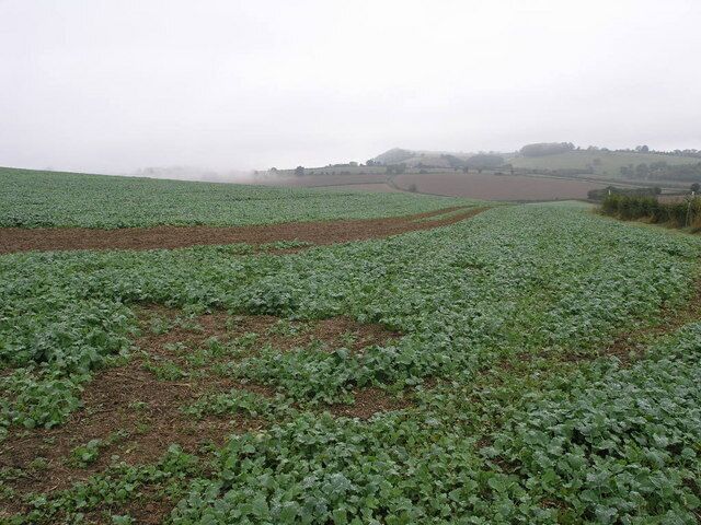 Sugar Beet and Cloud A footpath runs across this field of sugar beet to the B4368. The low cloud was dropping down from nearby hills.