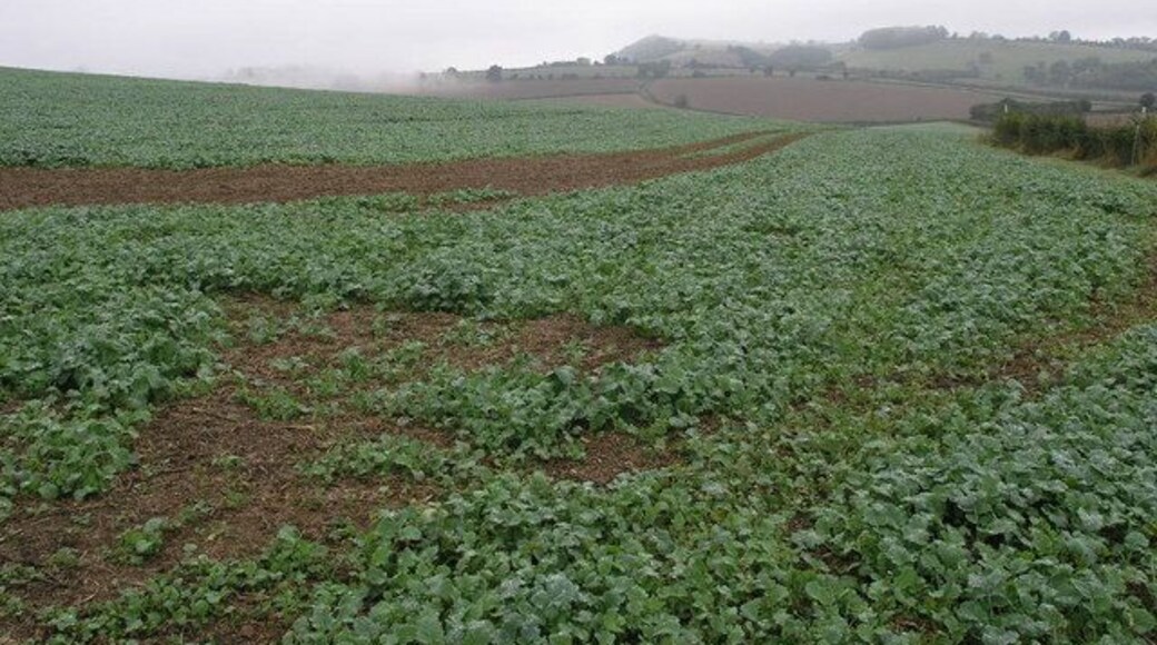 Sugar Beet and Cloud A footpath runs across this field of sugar beet to the B4368. The low cloud was dropping down from nearby hills.