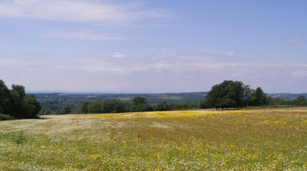 Wild Flower Meadow - Brightling Down A view to the west across Brightling Down, Sussex