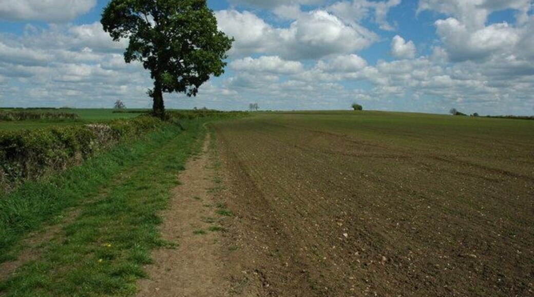 Bridleway and tree, Peopleton A lone tree in a hedgerow beside a bridleway to the east of Peopleton.