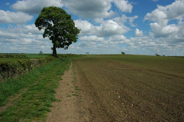 A dirt path leading to a tree in a plowed field under a partly cloudy sky.