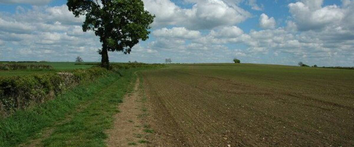 A dirt path leading to a tree in a plowed field under a partly cloudy sky.
