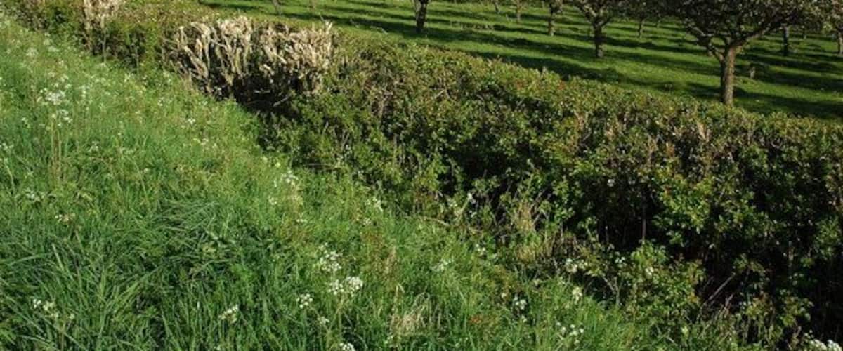 Orchard near Peopleton An orchard in blossom near Hallgarth Farm, Peopleton.