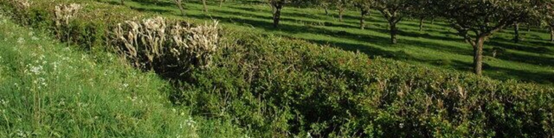 Orchard near Peopleton An orchard in blossom near Hallgarth Farm, Peopleton.