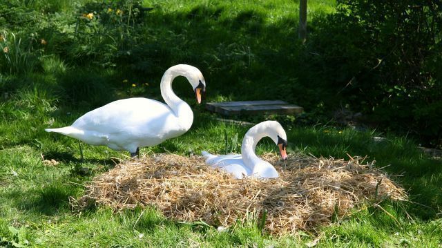 Pair of Swans. This pair of swans set up home on the 428755 of the lower of the 428681 next to the sluice and the weir taking water to 428585.