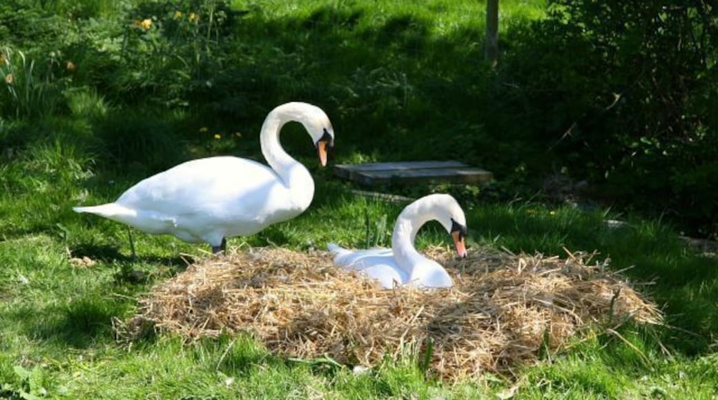 Pair of Swans. This pair of swans set up home on the 428755 of the lower of the 428681 next to the sluice and the weir taking water to 428585.