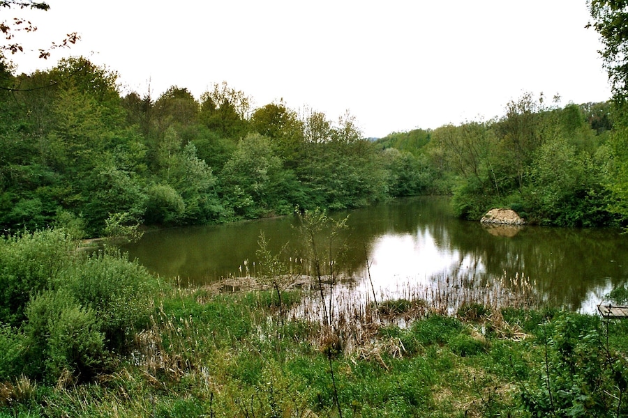 A calm river surrounded by dense green foliage and trees.