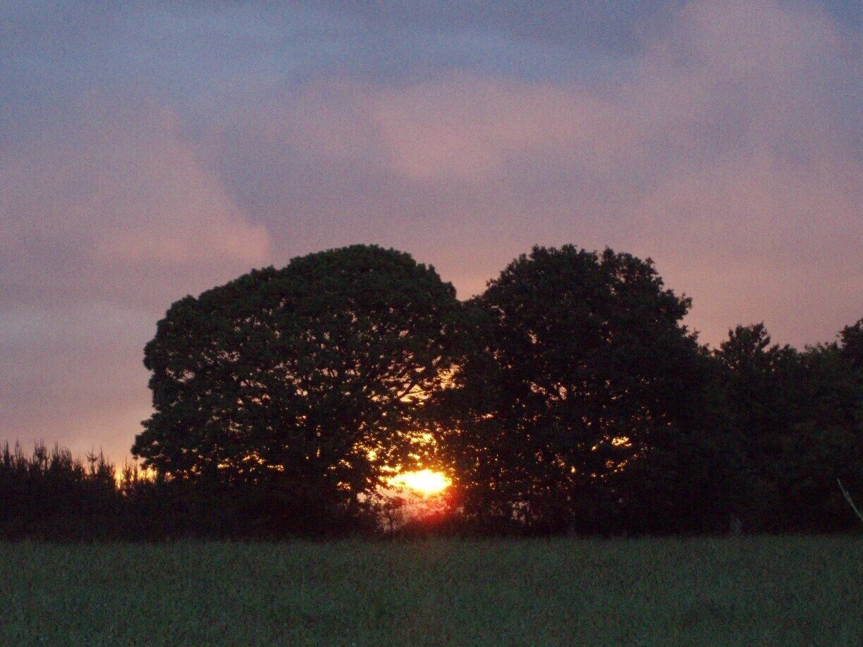 A sunset behind a tree with a field in the foreground.