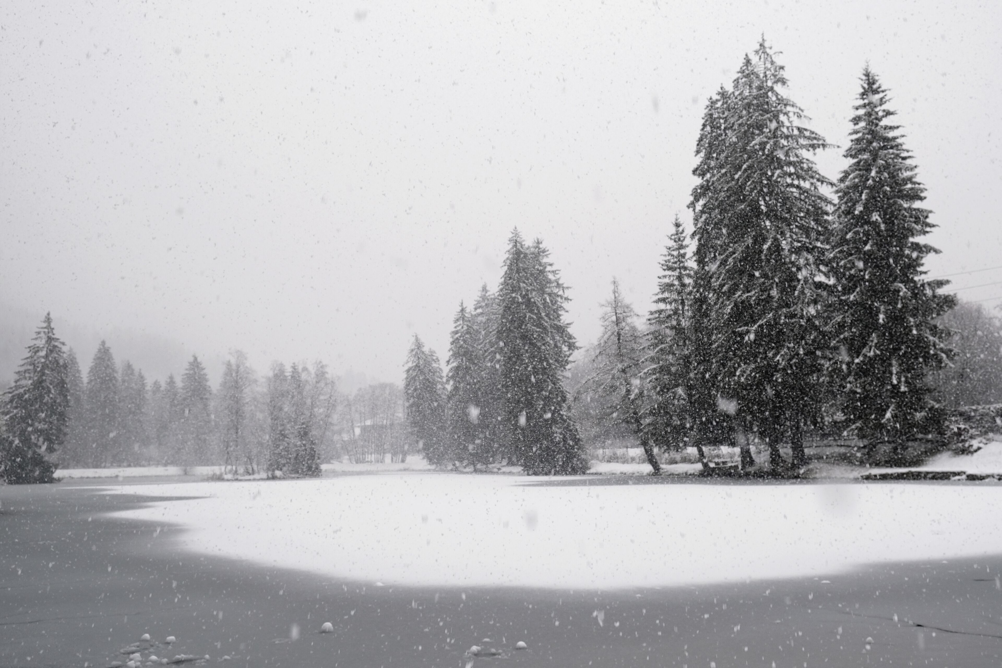 A snowy landscape with tall evergreen trees and a frozen body of water.