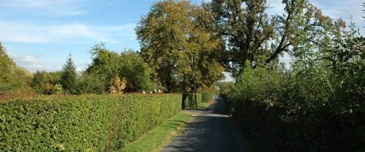 A narrow rural road flanked by hedgerows and trees under a clear sky.