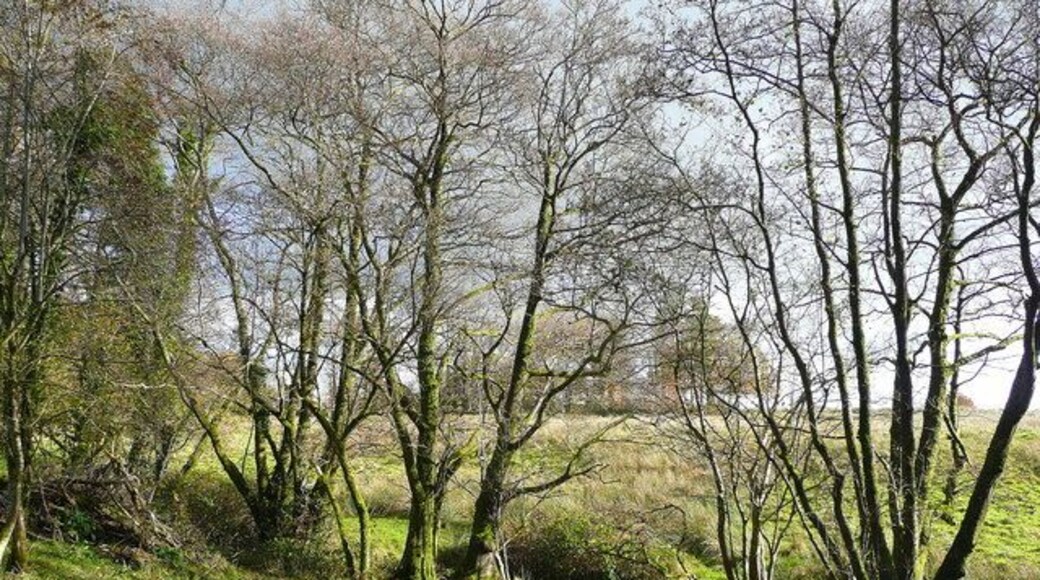 Trees by a stream near Cefn Maes A tributary of the Dulais, which in turn feeds the Towy.