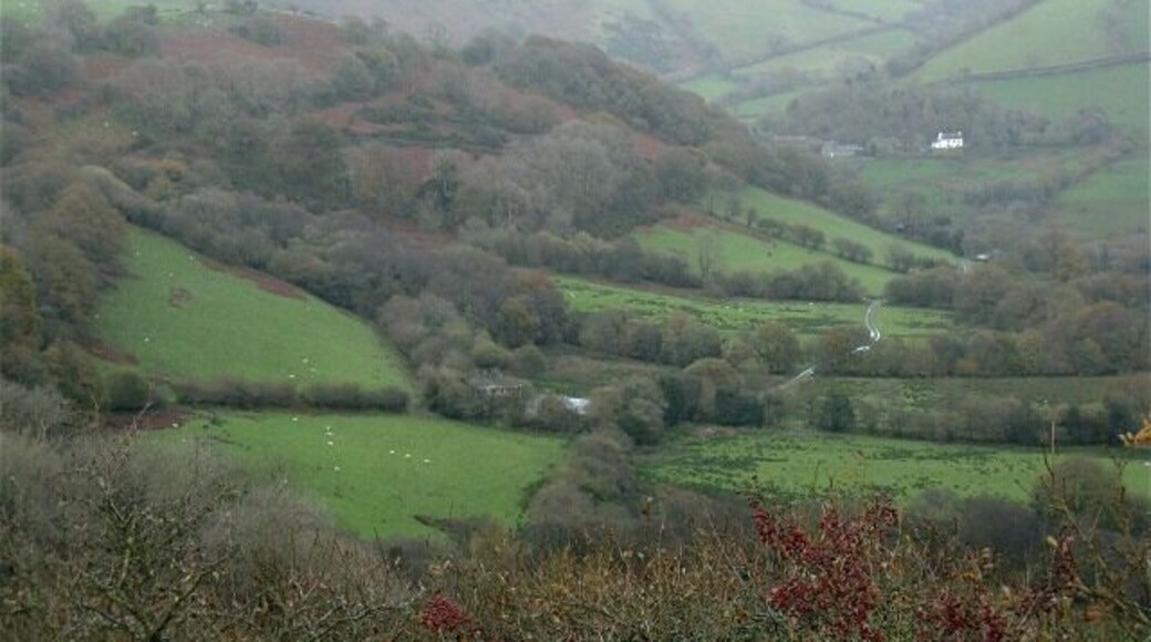 Cwm-marchon under Mynydd Llansadwrn Looking from nearer the road that runs above the west head of the little valley. A waterlogged track leads into knot of trees on the floor in the centre of the square, where Graig Beynon should be.