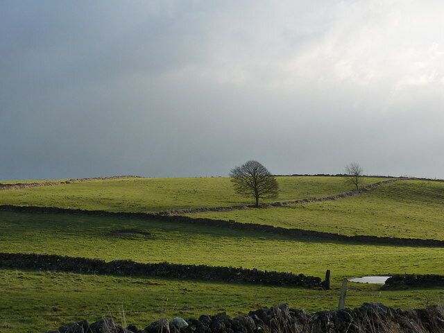 Farmland, tree and dewpond
