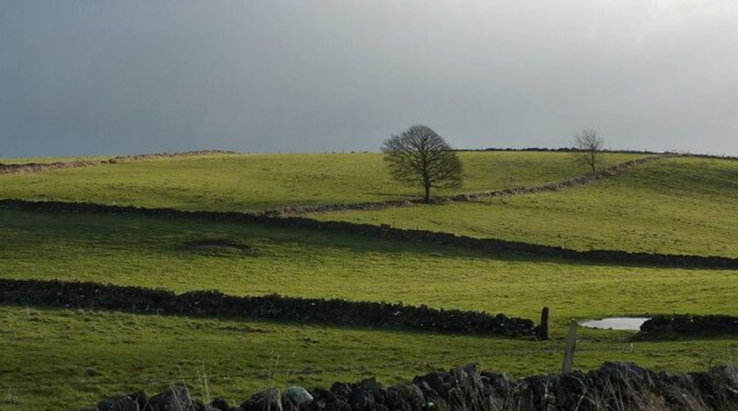 Farmland, tree and dewpond