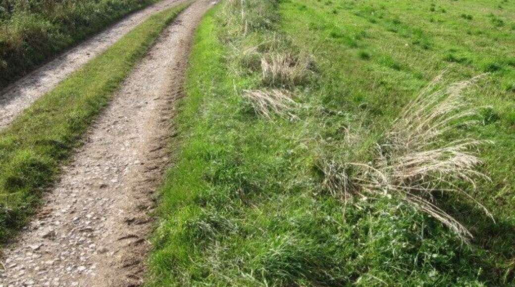 Farm track at Elton Common