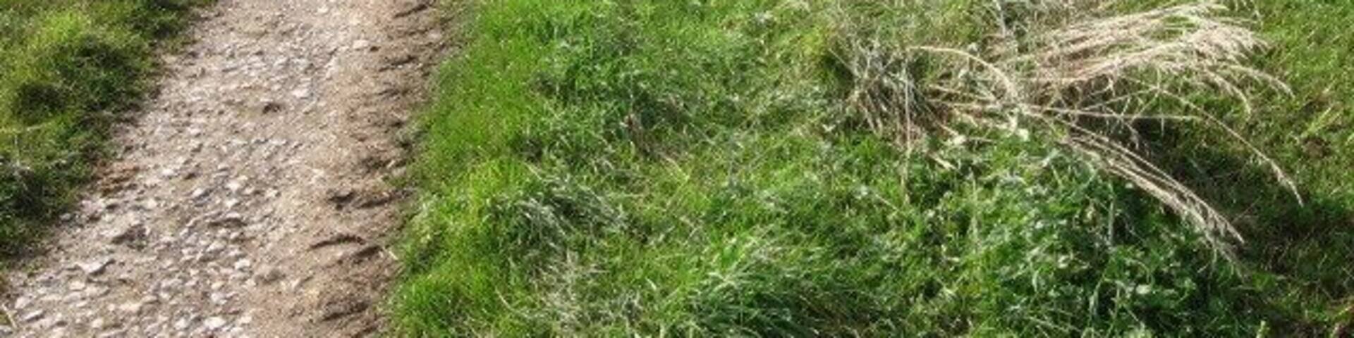 Farm track at Elton Common