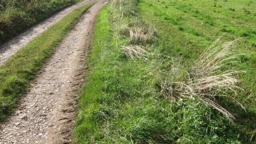 Farm track at Elton Common