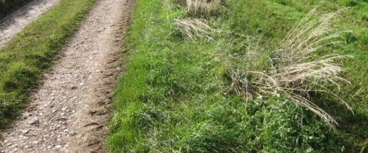 A rural dirt road winding through a green field with distant hills.