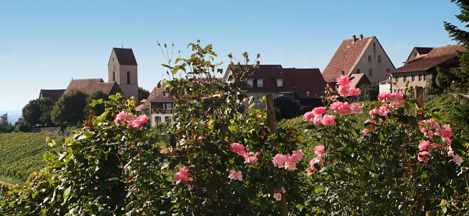 Ötlingen...Im Pflanzer.