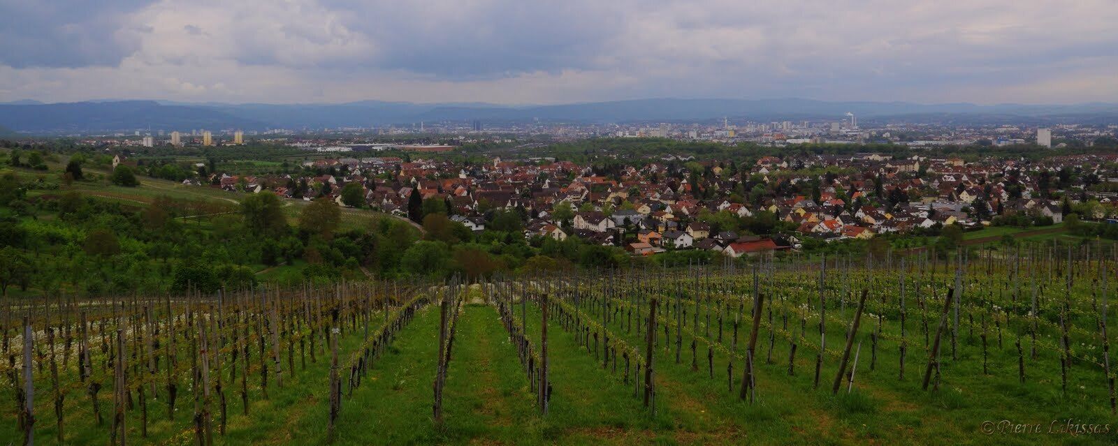 A vineyard with rows of grapevines, a town in the background, and distant mountains.