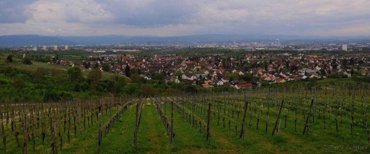 A vineyard with rows of grapevines, a town in the background, and distant mountains.
