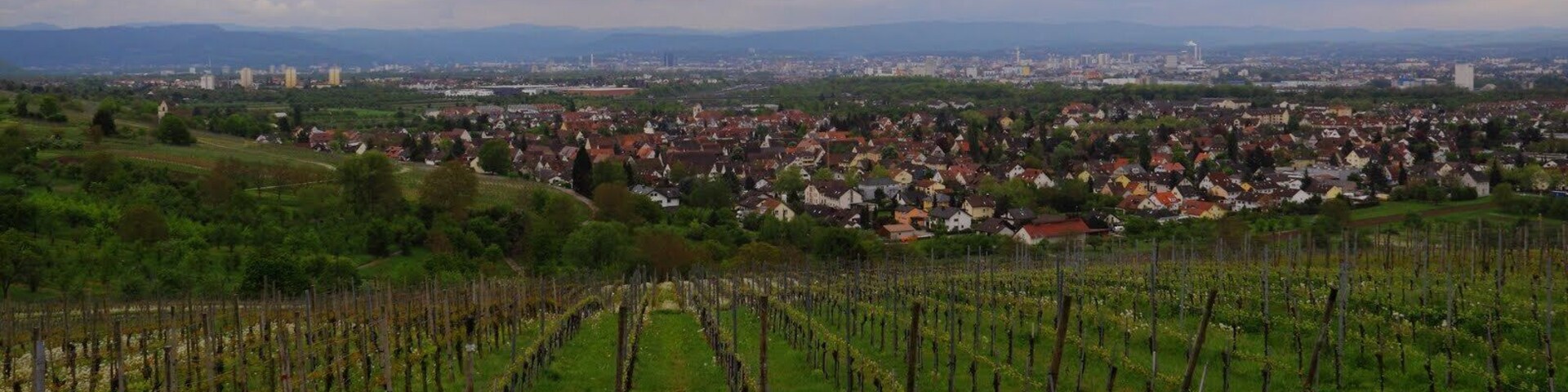 A vineyard with rows of grapevines, a town in the background, and distant mountains.