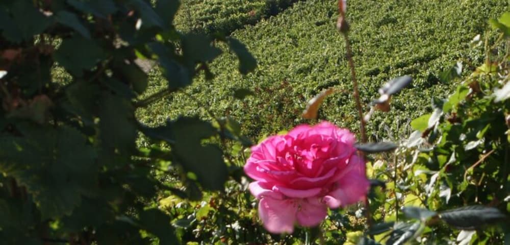 Ötlingen....impression...PL