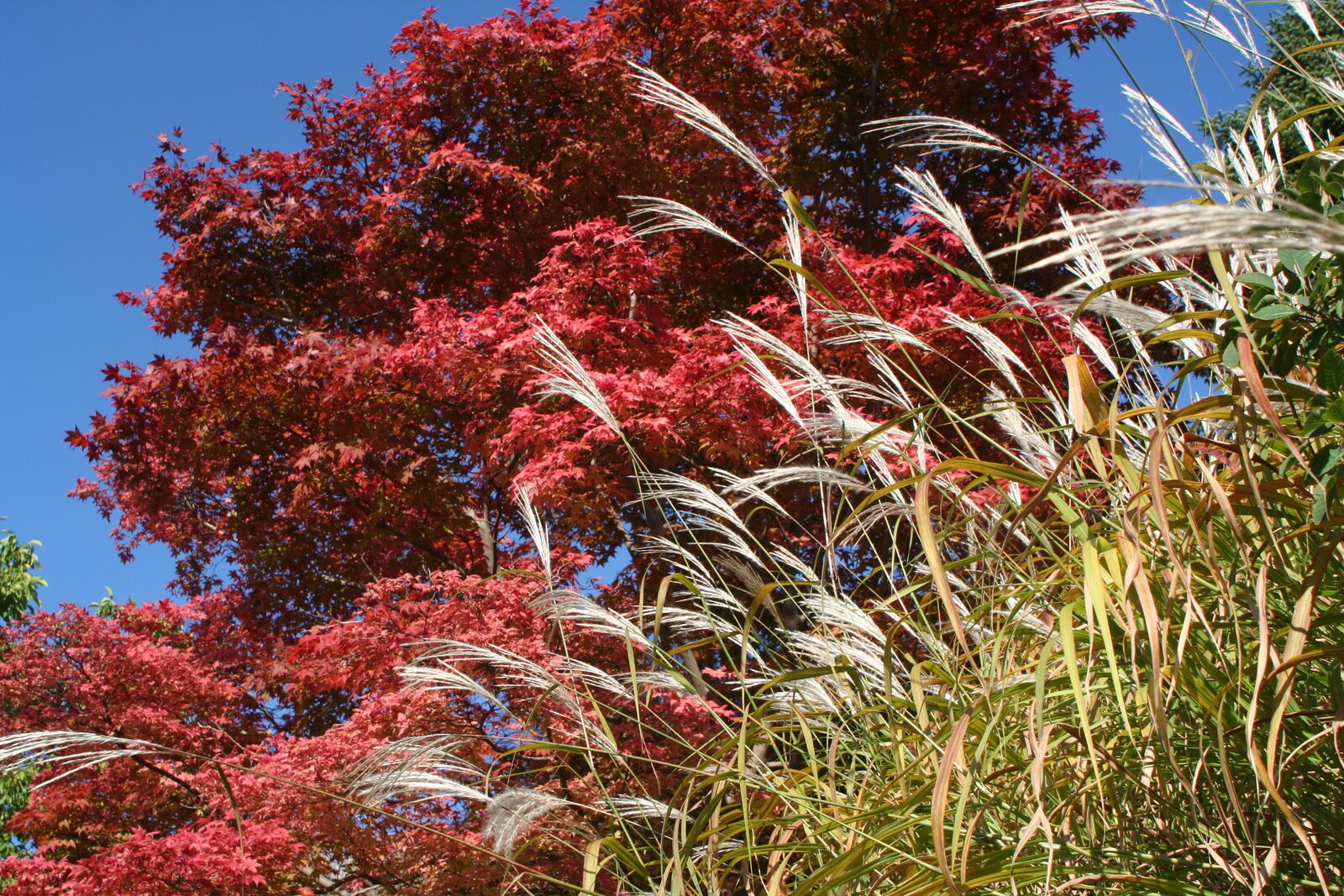 Rot-Gold...Ötlingen...PL