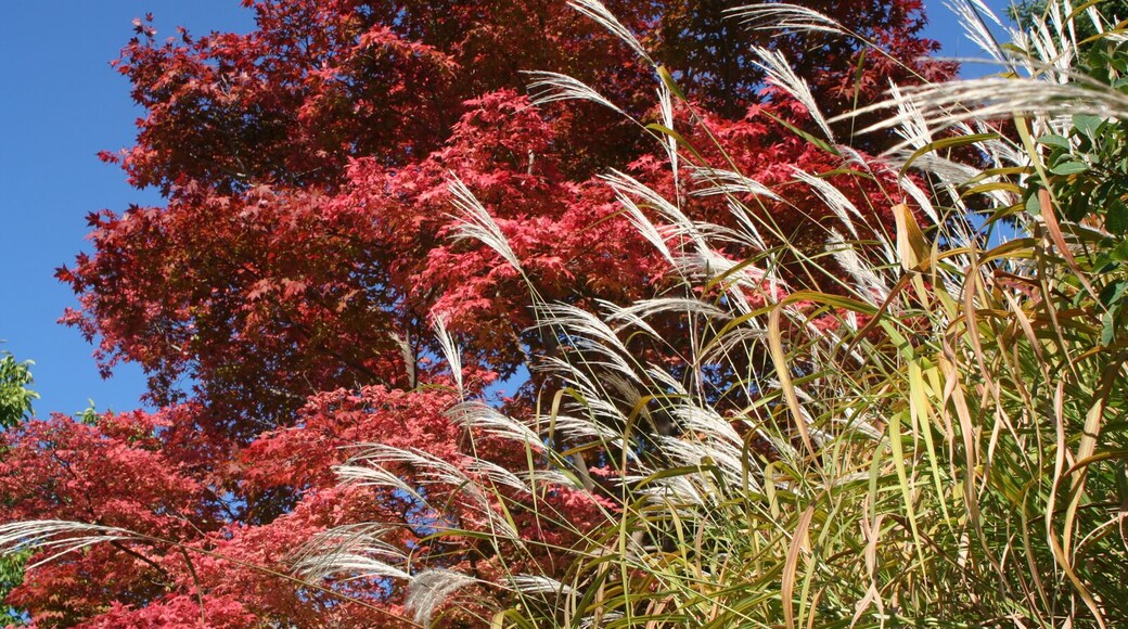 Rot-Gold...Ötlingen...PL