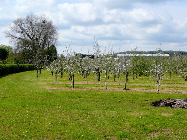 Thatcher's cider orchards. The cider-maker's facilities can be seen beyond the orchards which produces the raw materials near Sandford.