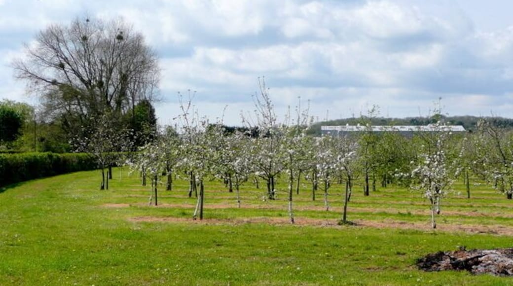 Thatcher's cider orchards. The cider-maker's facilities can be seen beyond the orchards which produces the raw materials near Sandford.