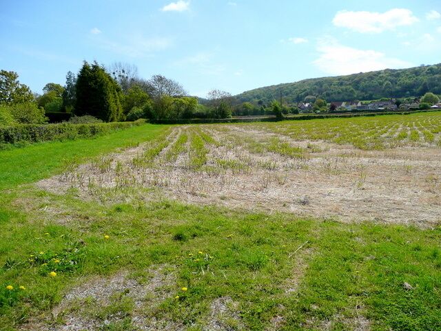 A rural field with rows of crops, a hedge, and a hill in the background.