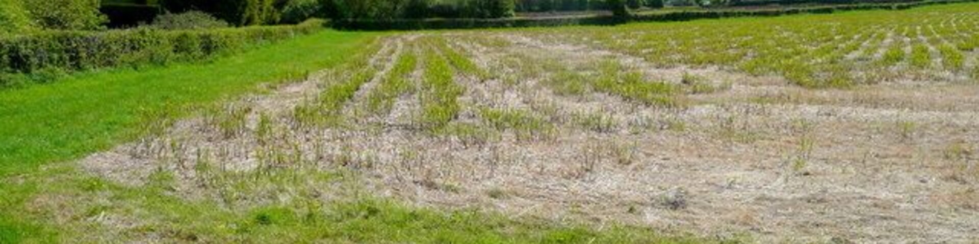 A rural field with rows of crops, a hedge, and a hill in the background.