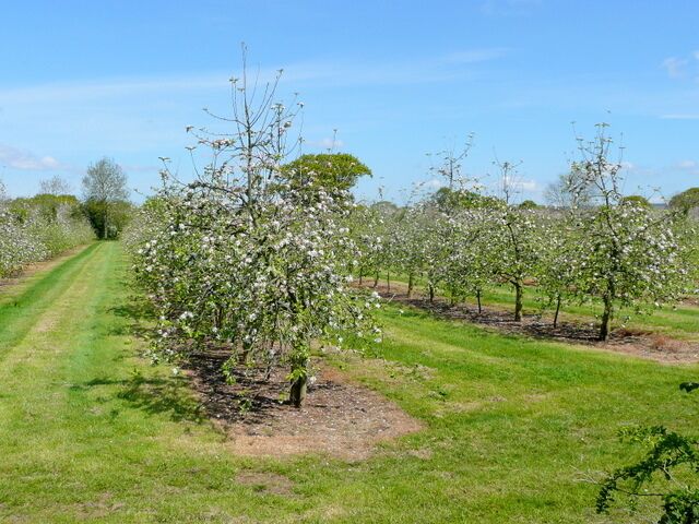 Thatcher's cider orchards. Full blossom at Sandford.