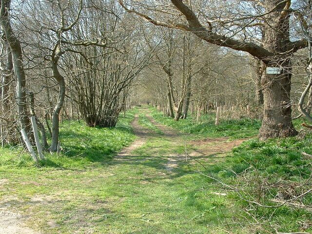 Cutlers Wood Track into Cutlers Wood near to Freston Suffolk.