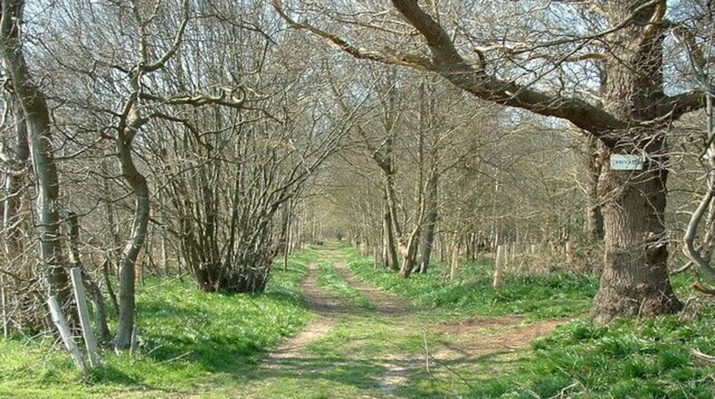 Cutlers Wood Track into Cutlers Wood near to Freston Suffolk.