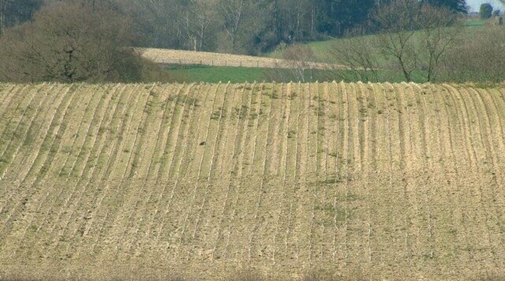 Distant Field View of distant field near to Freston Suffolk.